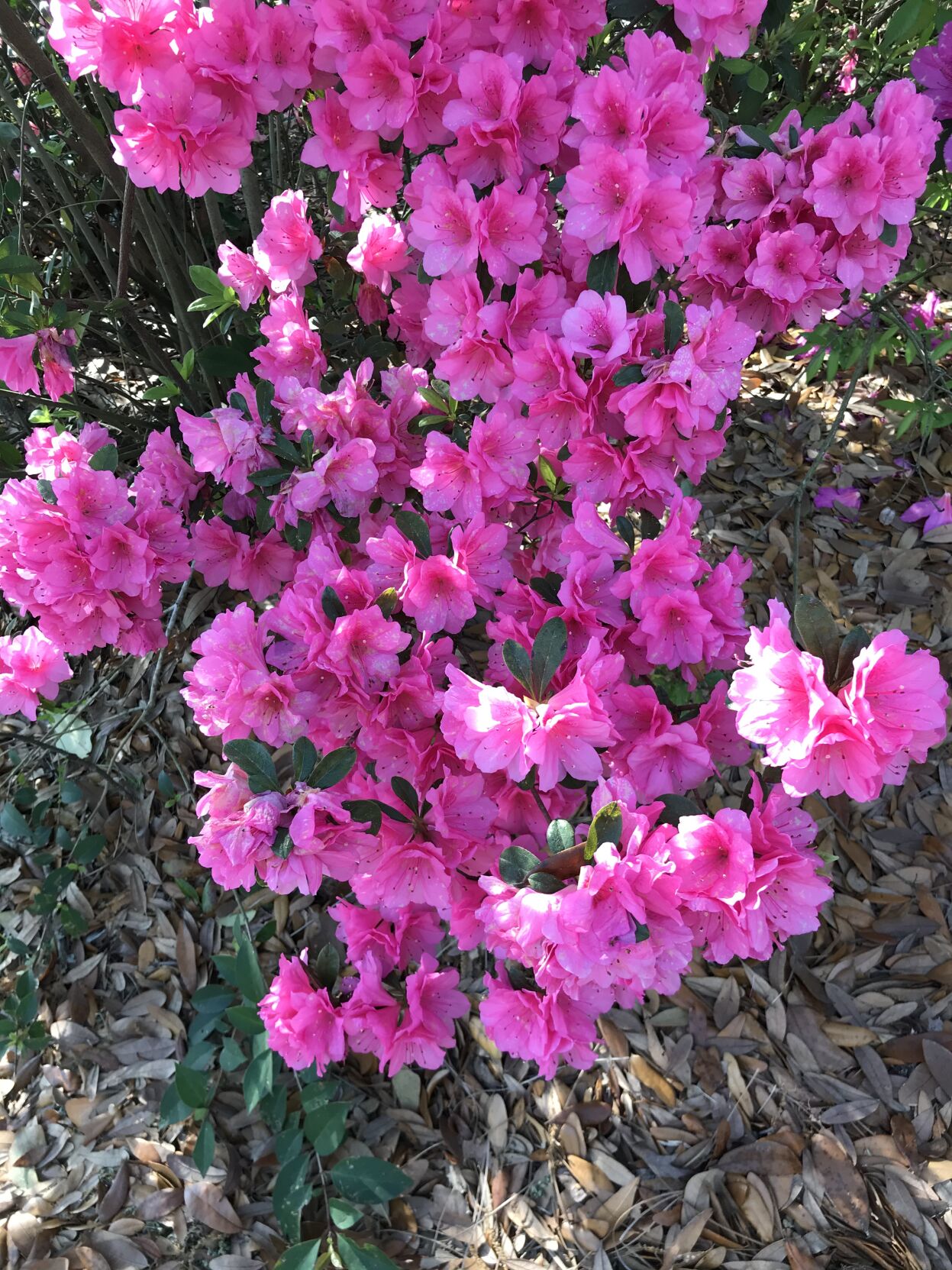 Common Indicia Azalea